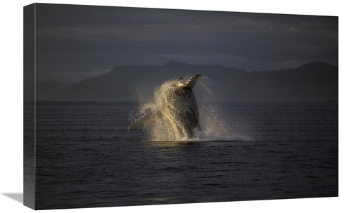 Global Gallery GCS-453548-1624-142 16 x 24 in. Humpback Whale Breachin