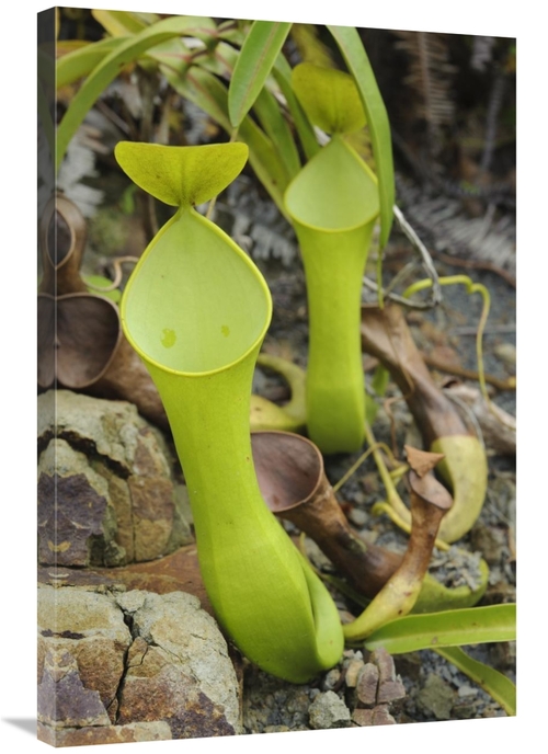 Global Gallery GCS-397563-2436-142 24 x 36 in. Reinwardts Pitcher Plan