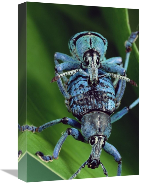 Global Gallery GCS-450957-1218-142 12 x 18 in. True Weevil Couple Mati
