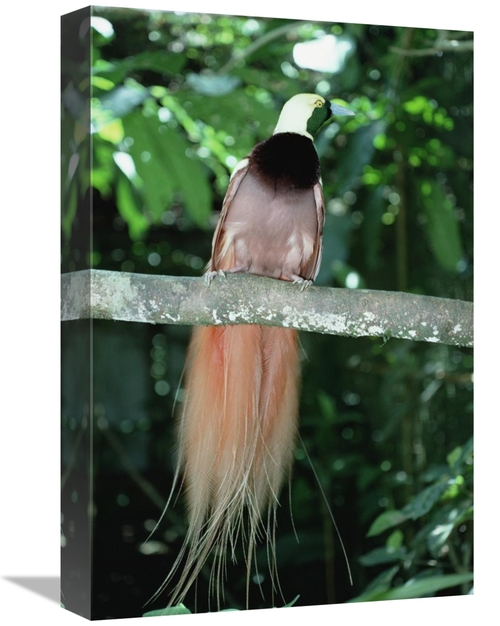 Global Gallery GCS-452771-1218-142 12 x 18 in. Raggiana Bird-Of-Paradi