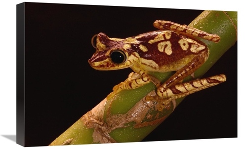 Global Gallery GCS-453180-1624-142 16 x 24 in. Chachi Tree Frog Adult&