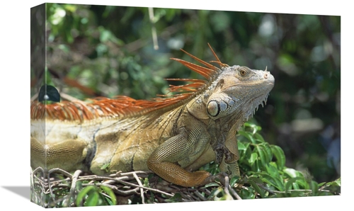 Global Gallery GCS-452359-1218-142 12 x 18 in. Green Iguana Male Portr