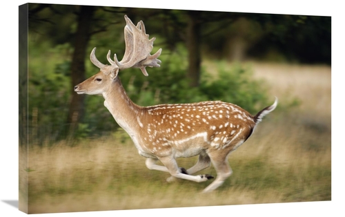 20 x 30 in. Fallow Deerbuck Running, Walcheren Zeeland, Nether