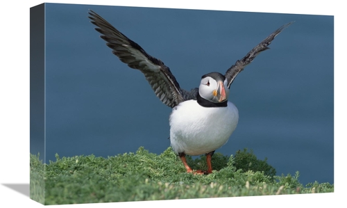 Global Gallery GCS-451571-1218-142 12 x 18 in. Atlantic Puffin Exercis