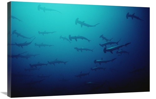 Global Gallery GCS-450745-2436-142 24 x 36 in. Scalloped Hammerhead Sh