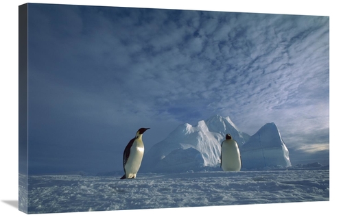 Global Gallery GCS-451732-2030-142 20 x 30 in. Emperor Penguin Pair&#4