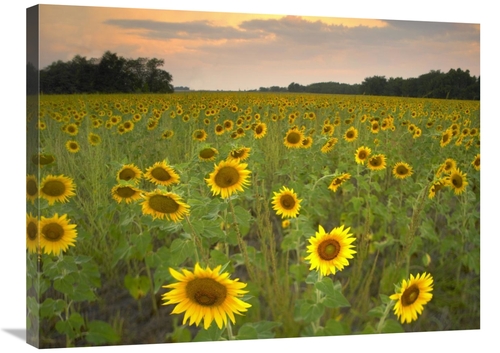 Global Gallery GCS-396674-2432-142 24 x 32 in. Field of Sunflowers,