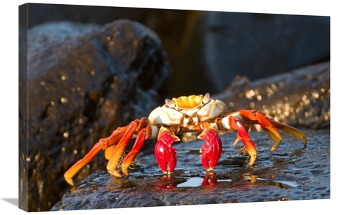 Global Gallery GCS-397342-2030-142 20 x 30 in. Sally Lightfoot Crab