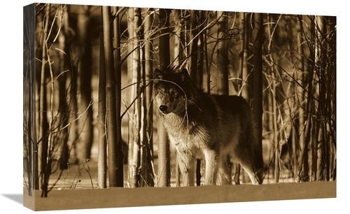 Global Gallery GCS-453694-1624-142 16 x 24 in. Timber Wolf Camouflaged