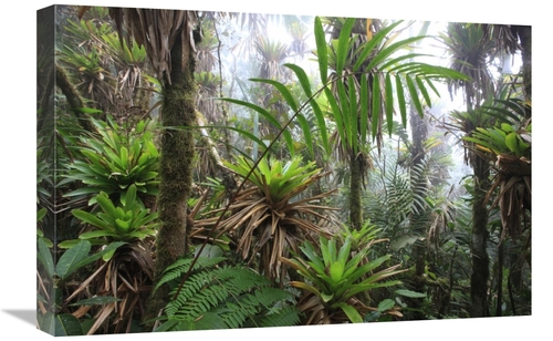Global Gallery  16 x 24 in. Bromeliad & Tree Fern At 1600 Meters Altit