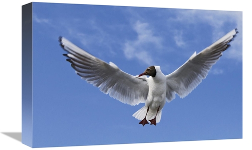 Global Gallery GCS-398064-1218-142 12 x 18 in. Black-Headed Gull in Fl