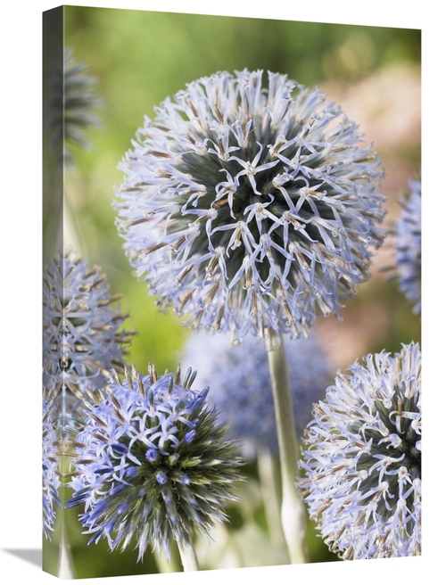 Global Gallery GCS-398381-1624-142 16 x 24 in. Globethistle Blue Pearl