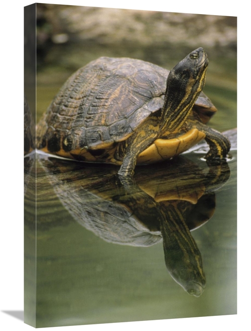 Global Gallery GCS-395762-1624-142 16 x 24 in. Yellow-Bellied Slider T