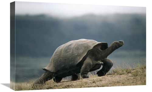 Global Gallery GCS-451161-1624-142 16 x 24 in. Galapagos Giant Tortois