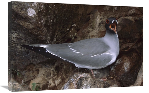 Global Gallery GCS-451834-2030-142 20 x 30 in. Swallow-Tailed Gull Par