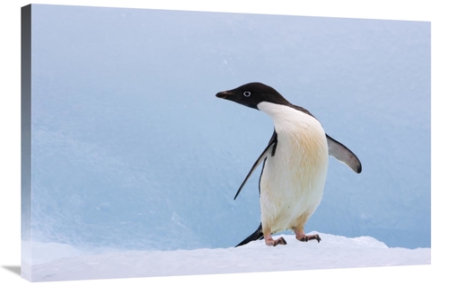 Global Gallery GCS-395833-2436-142 24 x 36 in. Adelie Penguin on Icebe