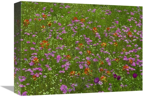 Global Gallery GCS-396732-1216-142 12 x 16 in. Pointed Phlox & Indian 