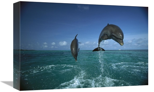Global Gallery GCS-452429-1218-142 12 x 18 in. Bottlenose Dolphin Pair