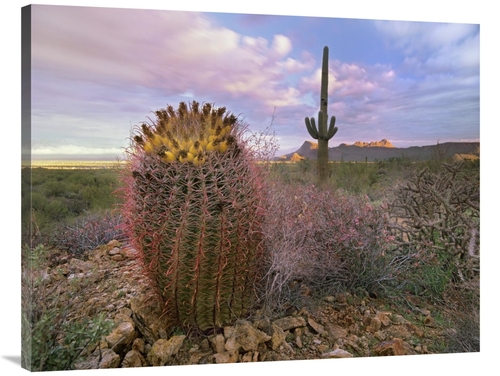 Global Gallery GCS-395949-3040-142 30 x 40 in. Saguaro & Giant Barrel 