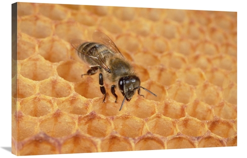 Global Gallery GCS-452423-2436-142 24 x 36 in. Honey Bee on Honeycomb&