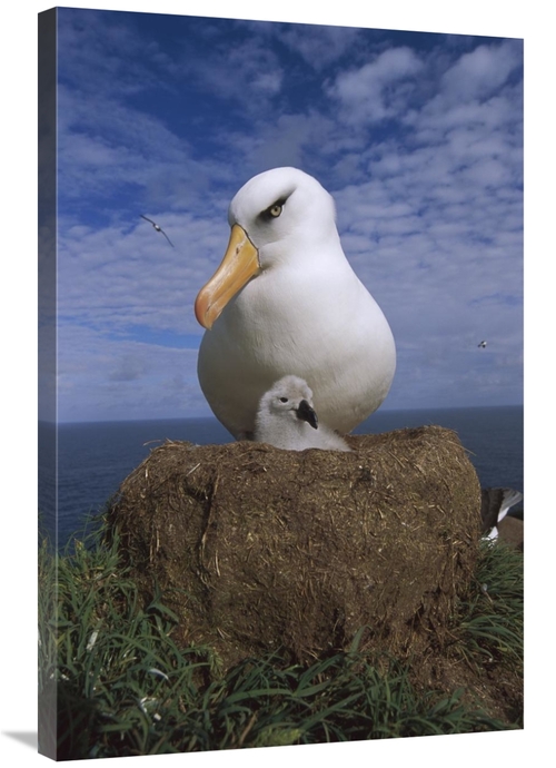 Global Gallery GCS-451821-2436-142 24 x 36 in. Campbell Albatross Pare