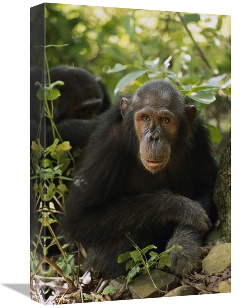 Global Gallery GCS-452827-1218-142 12 x 18 in. Chimpanzee Portrait&#44