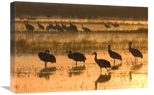 Global Gallery GCS-452610-1624-142 16 x 24 in. Sandhill Cranes, Bo