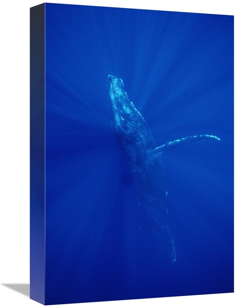 Global Gallery GCS-451027-1218-142 12 x 18 in. Humpback Whale, Mau