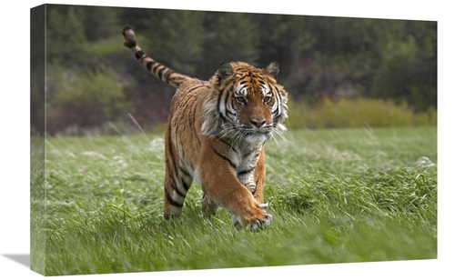 Global Gallery GCS-396134-1624-142 16 x 24 in. Siberian Tiger Running&