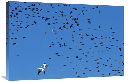 Global Gallery GCS-452618-2436-142 24 x 36 in. Red-Winged Blackbird & 