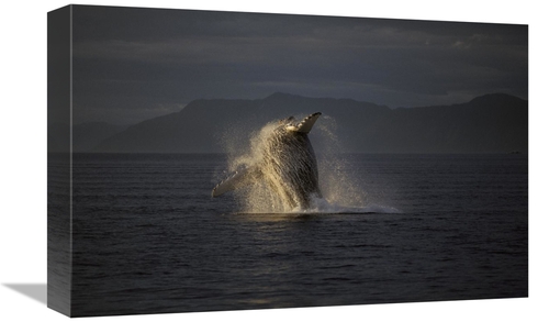 Global Gallery GCS-453548-1218-142 12 x 18 in. Humpback Whale Breachin