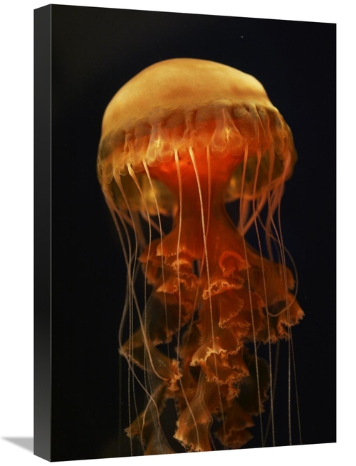 Global Gallery GCS-453574-1624-142 16 x 24 in. Black Sea Nettle Spread