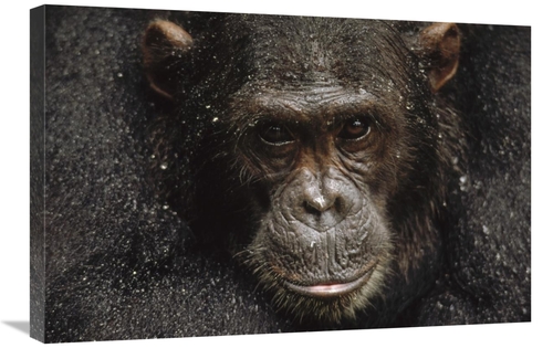 Global Gallery GCS-452742-2030-142 20 x 30 in. Chimpanzee Called Frodo