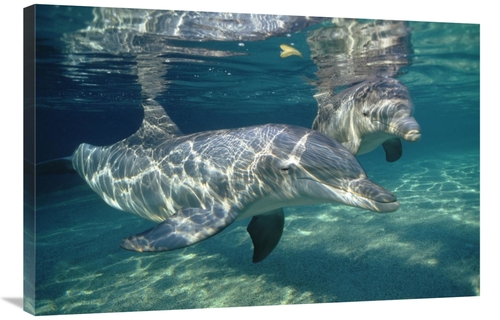 Global Gallery GCS-450667-2436-142 24 x 36 in. Bottlenose Dolphin Unde