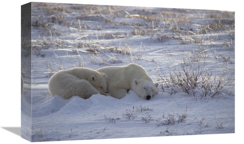 Global Gallery GCS-450941-1218-142 12 x 18 in. Polar Bear & Cub Near&#