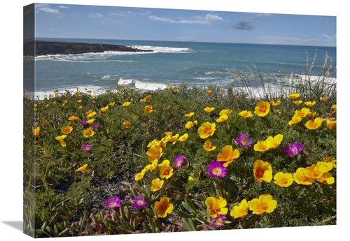Global Gallery GCS-396757-1824-142 18 x 24 in. California Poppy & Icep