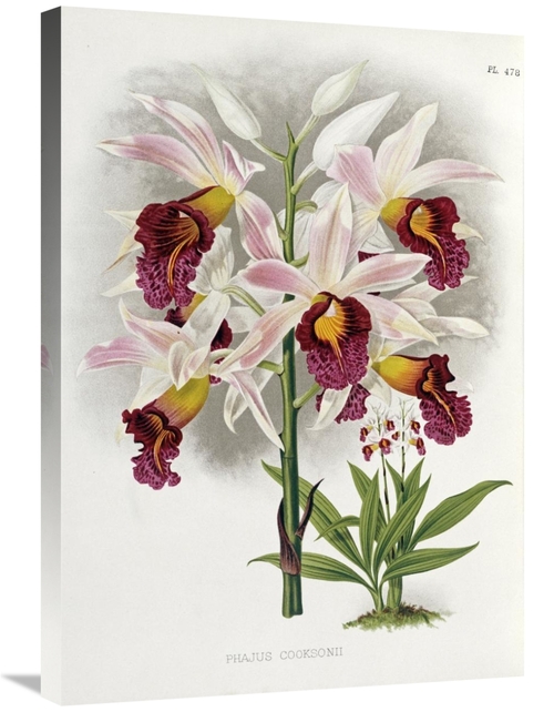 Global Gallery GCS-267552-30-142 30 in. Phajus Cocksonii Art Print - R