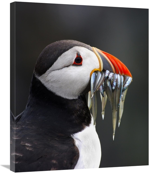 Global Gallery GCS-397501-30-142 30 in. Atlantic Puffin with Fish in I