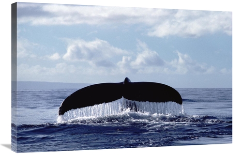24 x 36 in. Humpback Whale Tail Art Print - Flip Nicklin