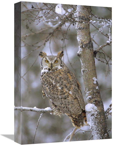 Global Gallery GCS-397105-1218-142 12 x 18 in. Great Horned Owl in Its