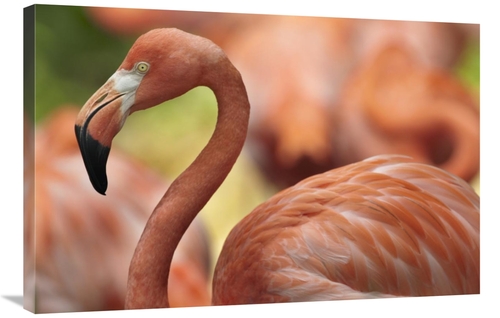 Global Gallery GCS-396212-2436-142 24 x 36 in. Greater Flamingo, J