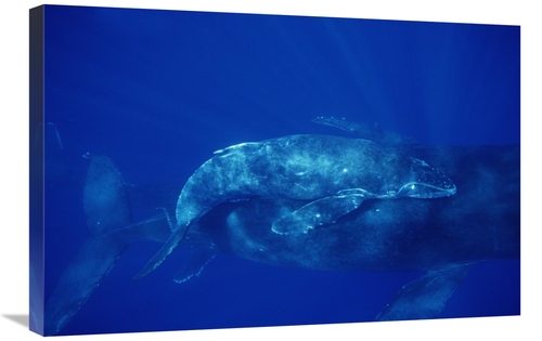 Global Gallery GCS-451040-2030-142 20 x 30 in. Humpback Whale Cow & Ca