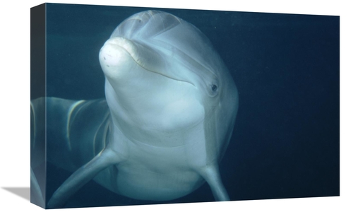 Global Gallery GCS-450660-1218-142 12 x 18 in. Bottlenose Dolphin Unde