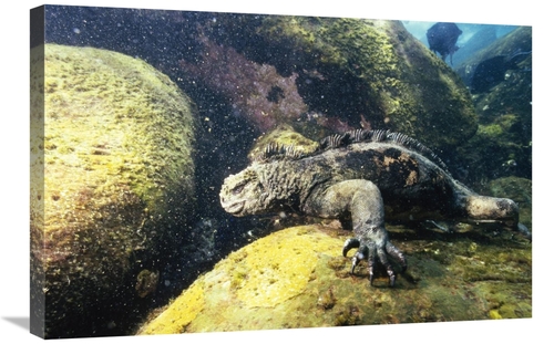 Global Gallery GCS-451237-2030-142 20 x 30 in. Marine Iguana Grazing o