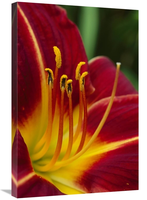 Global Gallery GCS-398023-2030-142 20 x 30 in. Flower Close Up Showing