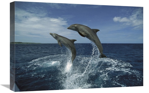 Global Gallery GCS-452640-1624-142 16 x 24 in. Bottlenose Dolphin Pair