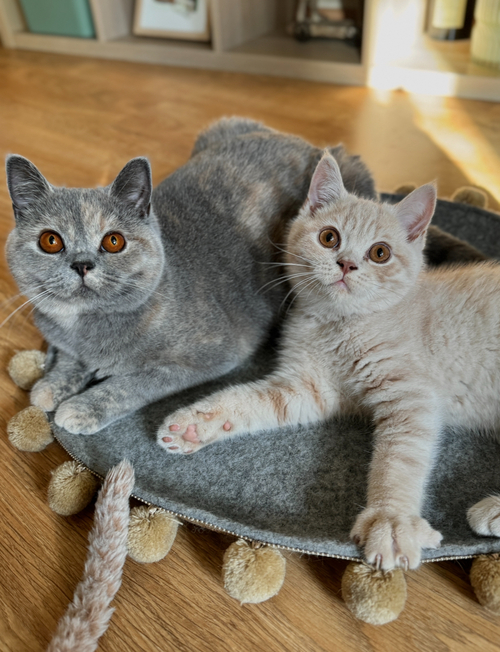 Saveplace® Round Pet Mat -  Various Colors BIG PomPom, 2 Sizes