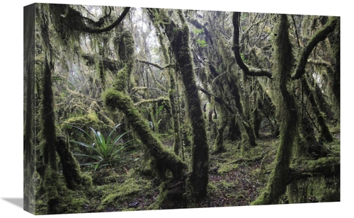 Global Gallery GCS-398119-1624-142 16 x 24 in. Paramo Ecosystem 3000M 