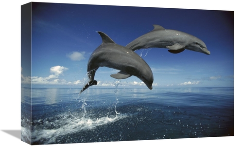 Global Gallery GCS-398472-1218-142 12 x 18 in. Bottlenose Dolphin Pair