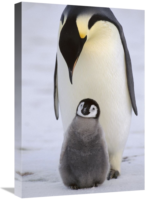 Global Gallery GCS-452316-1624-142 16 x 24 in. Emperor Penguin Parent 